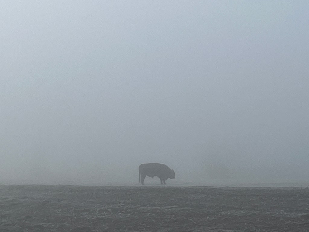 Galloway in de&nbsp;Palmerswaard